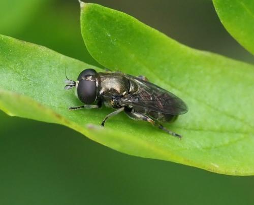 Réf. 233 818 : Eumerus sp.
